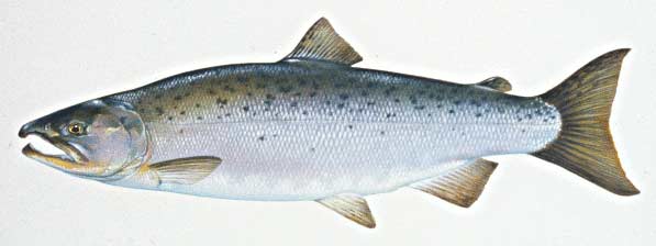 Click to magnify/shrink Coho Salmon aka Silver