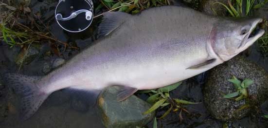 Click to magnify/shrink Pink Salmon aka Humpy