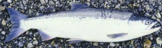Click to magnify/shrink Sockeye Salmon aka Red